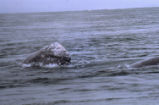 Gray whale