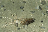 Western sandpiper