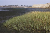 California cordgrass