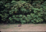 Brush rabbit