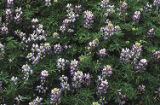 Seashore lupine