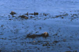 Sea otter