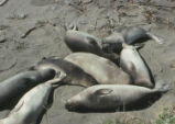 California sea lions