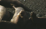 Northern elephant seal