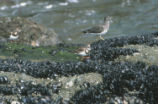 Two ruddy turnstones and surfbird