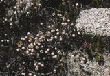 Western moss heather