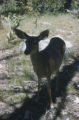 Mule deer