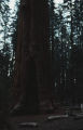 Giant Sequoia