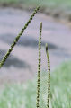 Seaside arrowgrass
