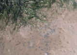 Morro Bay mud
