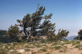 Limber pine