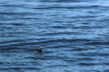 Eared grebe