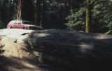 Giant sequoia