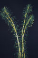 Canadian waterweed