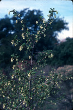 Whiteflower currant