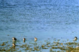 Least sandpipers feeding