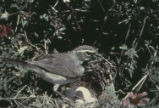 Black-throated sparrow