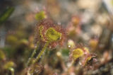 Roundleaf sundew