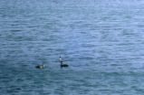 Western grebe