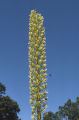 Utah agave