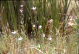Catchfly prairie gentian
