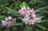 Rhododendron