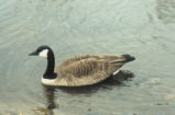 Canada goose