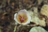 Plummer's mariposa lily