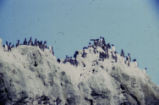 Common murre colony