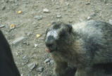 Hoary marmot