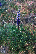 Sky lupine