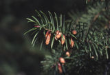 Bigcone Douglas-fir