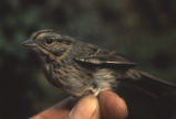 Lincoln's sparrow