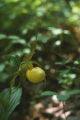 Yellow lady's slipper