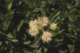 Common buttonbush