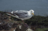 Western gull