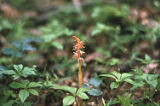Coralroot