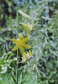 Lemon lily
