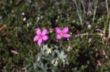 Sticky purple geranium