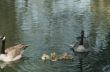 Canada goose family