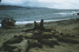 Northern elephant seal