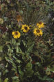 Coastal sneezeweed