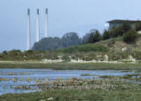 Morro Bay salt marsh