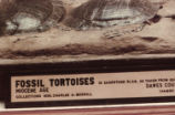 Fossil tortoises