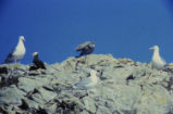 Western gulls and tufted puffin