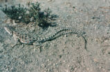 Long-nosed leopard lizard