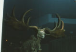 Irish elk skelton