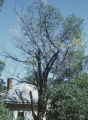 Tree with Dutch Elm Disease