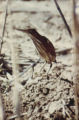 Least bittern
