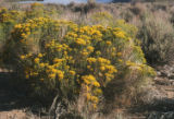 Rubber rabbitbrush